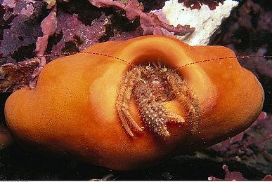 《史诗战争模拟器2》新预告片 发售日公开